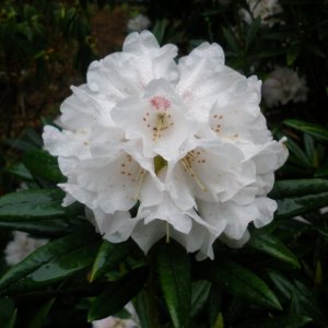 Compact Rhododendrons