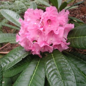 Big Leaved Rhododendrons