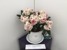 Rhododendron Prinses Maxima shortlisted for RHS Chelsea Plant of the Year 2016