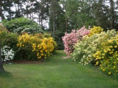 Deciduous azaleas -  a bank of seedlings raised by Ted Millais in about 1950