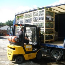 Despatch of large orders in cages