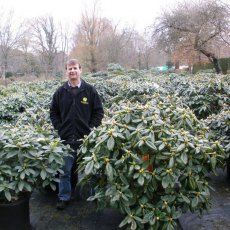 Specimen plants up to 120cm in size