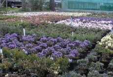 Colourful dwarf rhododendrons on the nursery
