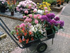 Another colourful trolley of rhododendrons