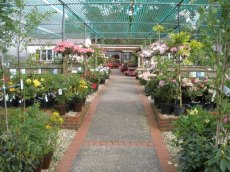 Our colourful plant centre