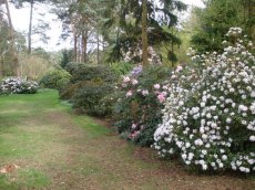 Species rhododendrons