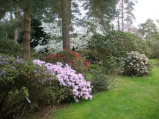 Rhododendrons under a canopy of pines, cherry and magnolia