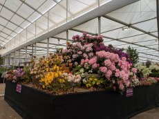 RHS Chelsea Flower Show 2019