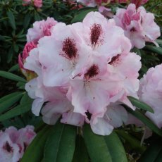 Rhododendron Flanagans Daughter