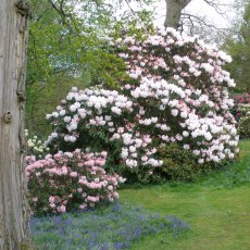 Rhododendron Loderi King George  AGM