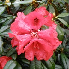 Rhododendron Maxine Childers