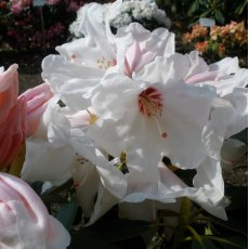 Rhododendron Silver Jubilee  AGM