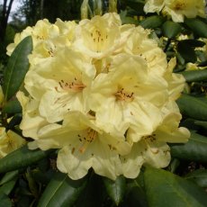 Rhododendron Laura INKARHO