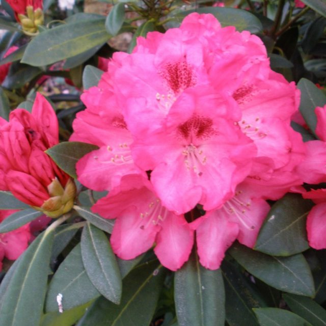 Rhododendron Sneezy AGM