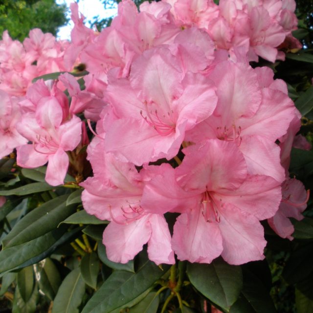 Rhododendron Alice  AGM