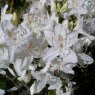 Rhododendron yunnanense 'Snow Shower'