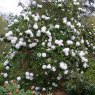Rhododendron Mount Everest