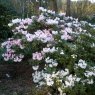 Rhododendron pseudochrysanthum 'Exbury'  AGM