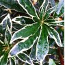 Rhododendron Silver Edge