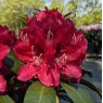 Rhododendron Karl Naue