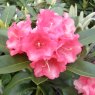 Rhododendron Amity