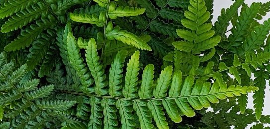 Ferns