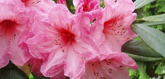 Rhododendrons