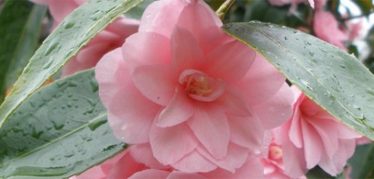 Camellias