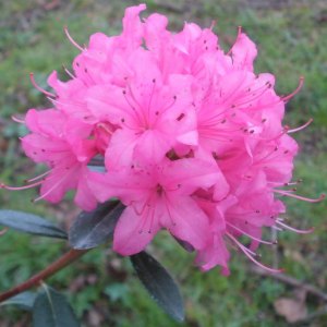 Azaleodendrons