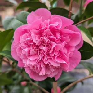 Camellias