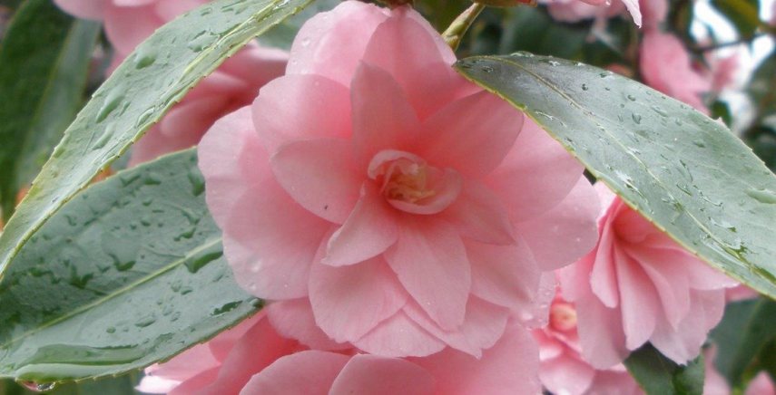 Camellias