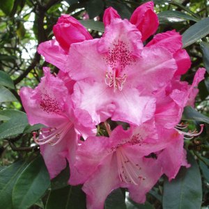 Tall Hybrid Rhododendrons