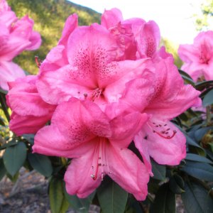 Tall Hybrid Rhododendrons