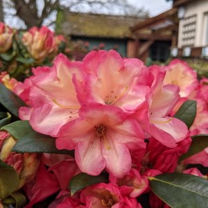 Compact Rhododendrons