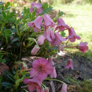 Dwarf Rhododendrons