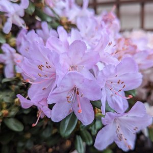 Dwarf Rhododendrons