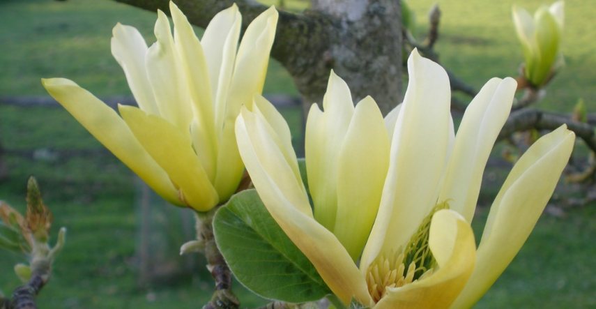 Magnolias