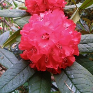 Species Rhododendrons