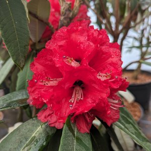 Species Rhododendrons