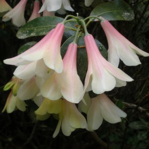 Small Leaved Rhododendrons