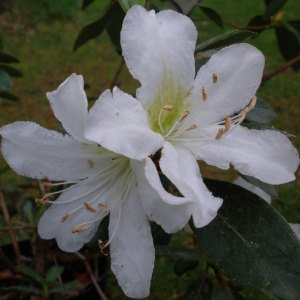 Tender Rhododendrons