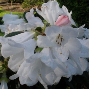 Tender Rhododendrons