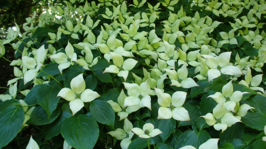 Cornus