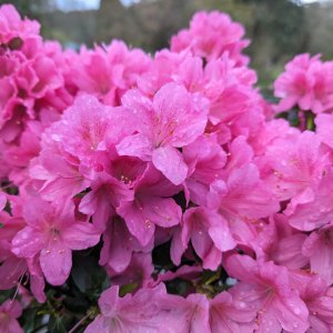 Azaleas