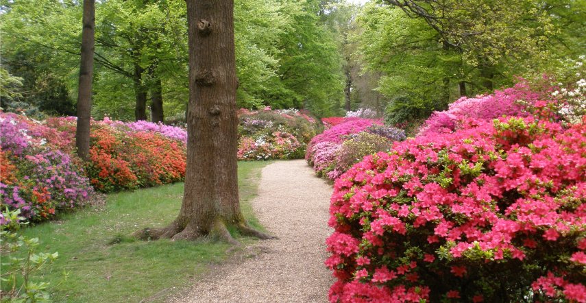 Azaleas