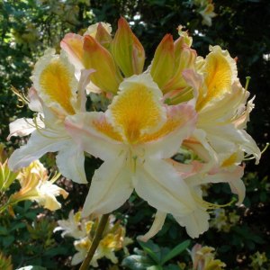 Deciduous Azaleas