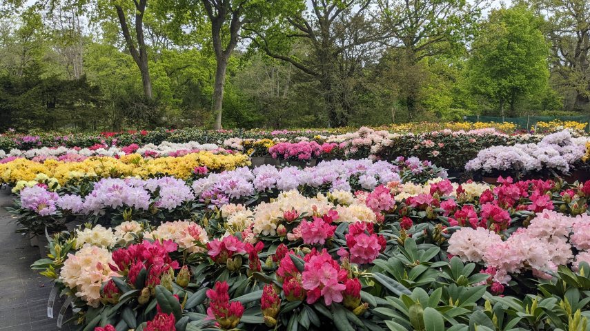 Rhododendrons