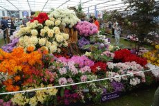 RHS Chelsea Flower Show 2016