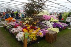 RHS Chelsea Flower Show 2016