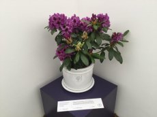 Rhododendron Orakel shortlisted for RHS Chelsea Plant of the Year 2016